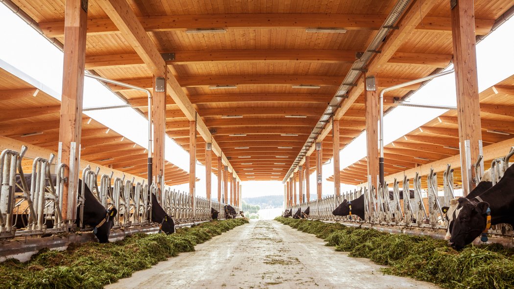 Holzdachkonstruktion Milchviehstall